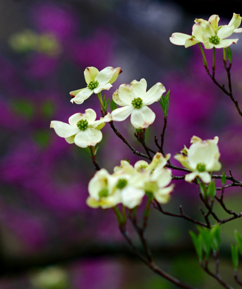 Dogwood Blooms  ( Red Bud Background)