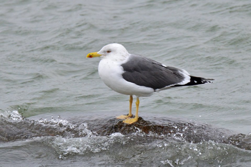 Lesser black-backed gull