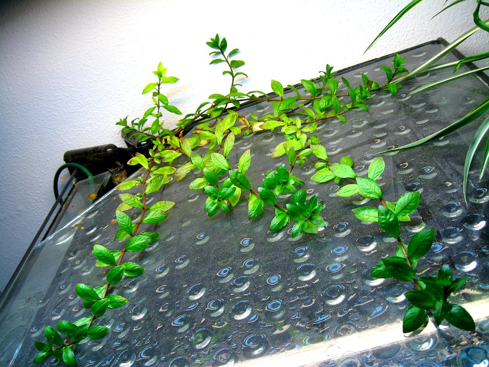 Hygrophila polysperma