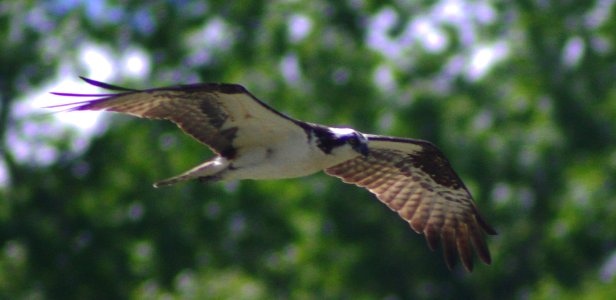 Osprey In Flight photo