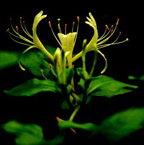 Honeysuckle