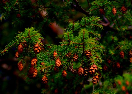 Christmas Day Pinecones