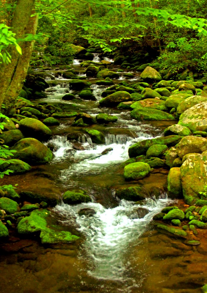 Roaring Fork Motor Nature Trail
