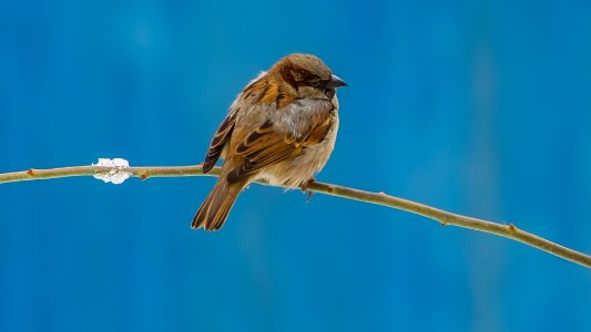 sparrow photo