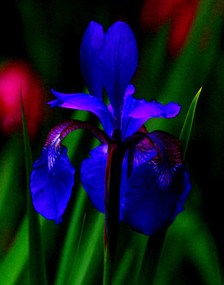 Deep Blue