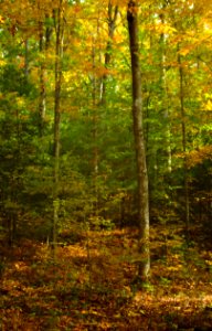 Fall Forest Scene