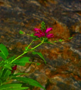 High Elevation Flower Blue Ridge Parkway