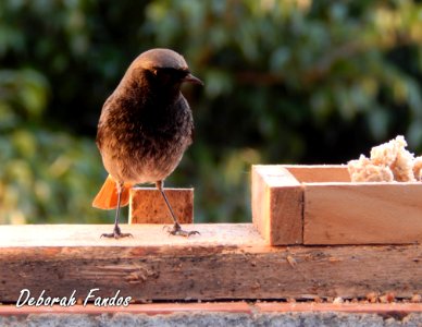 Colirrojo tizón (Phoenicurus ochruros) photo