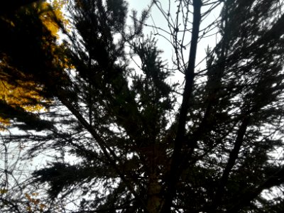 Nov. Pictures 2017