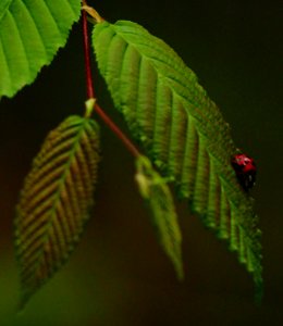 Asian Ladybug