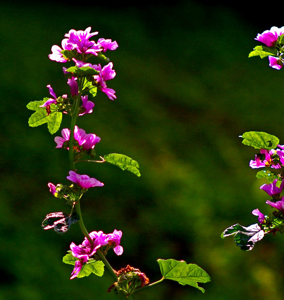 "Pentax Art"  Graceful Beauty