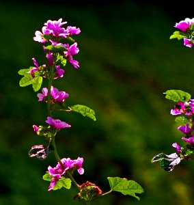 "Pentax Art"  Graceful Beauty