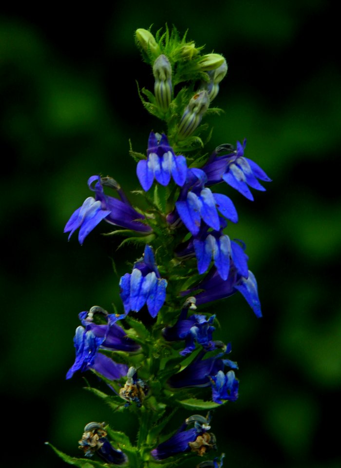 Forest Flowers 2