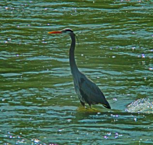 Fishing Blue Heron photo