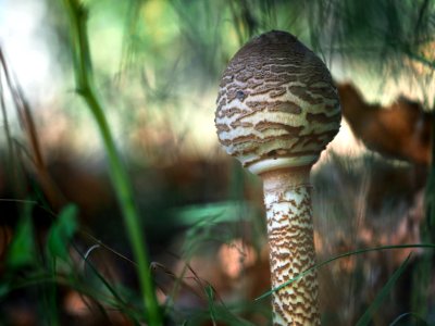 Macrolepiota procera photo