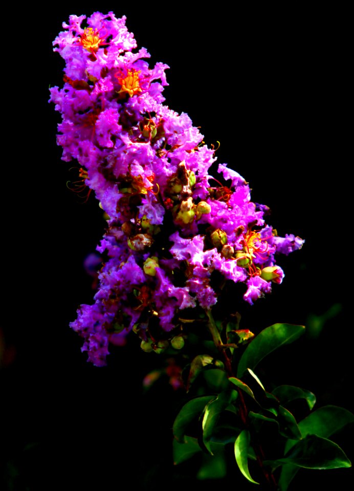 Garden Impresions  (Its In The Details)