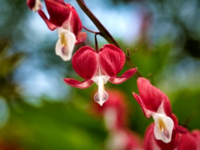 Lamprocapnos spectabilis photo