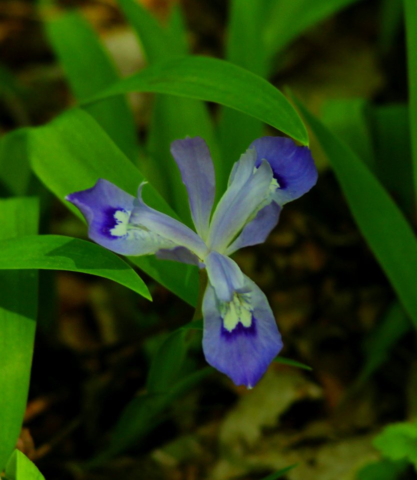 Dwarf Iris    (Explored)