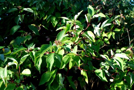 Plants71