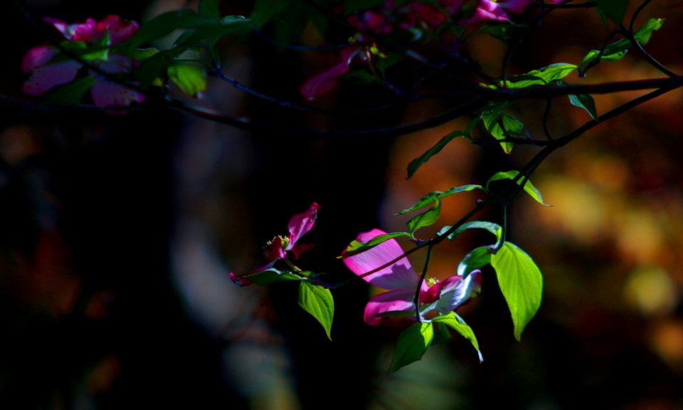 Sidelight  (Pink Dogwood)