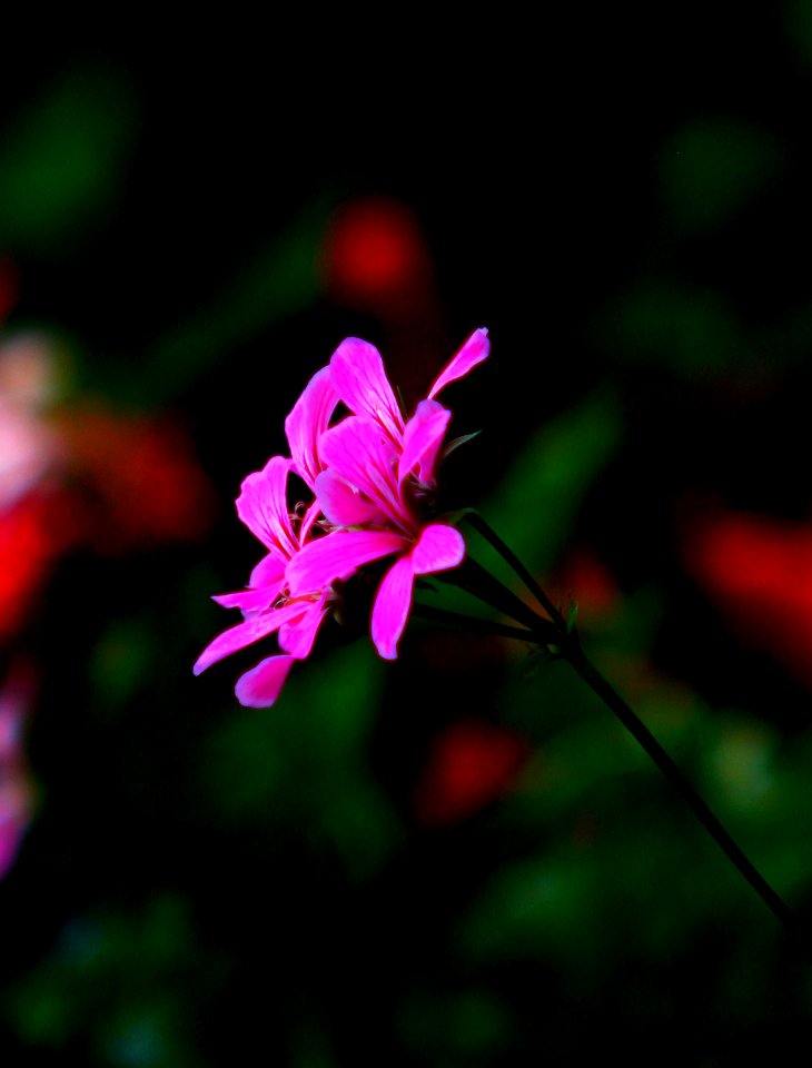 Garden Impressions (Pink)