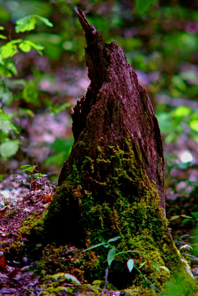 Stump And Moss