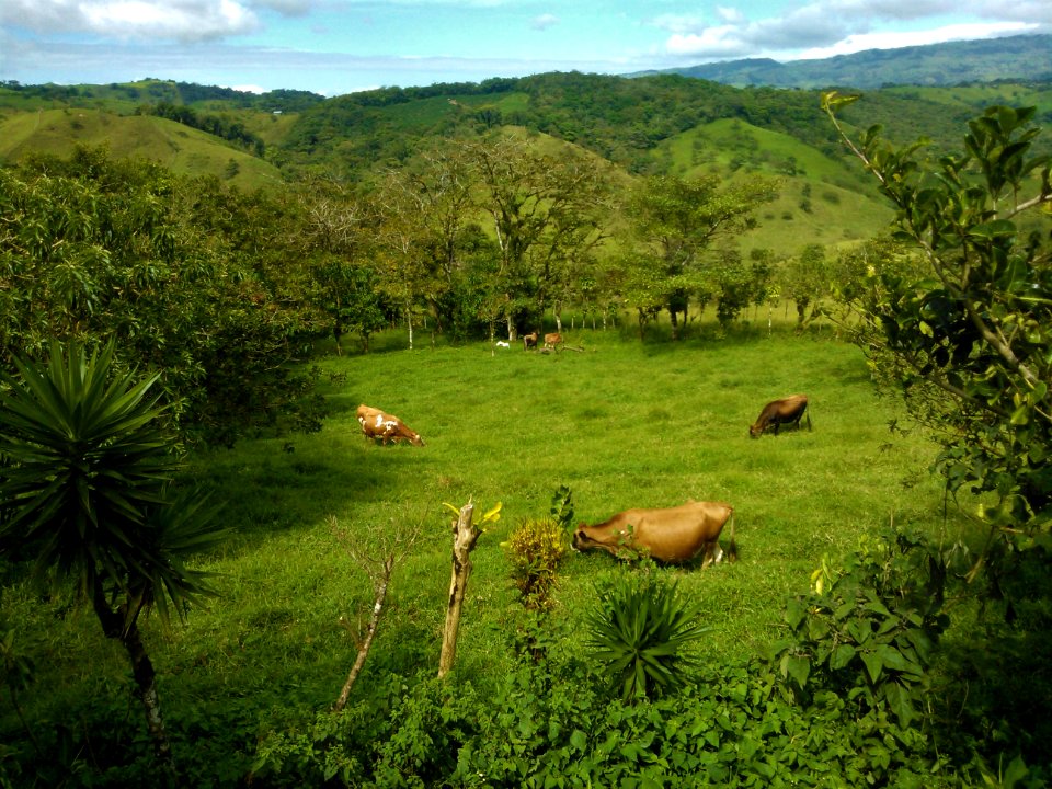 Cattle grazing