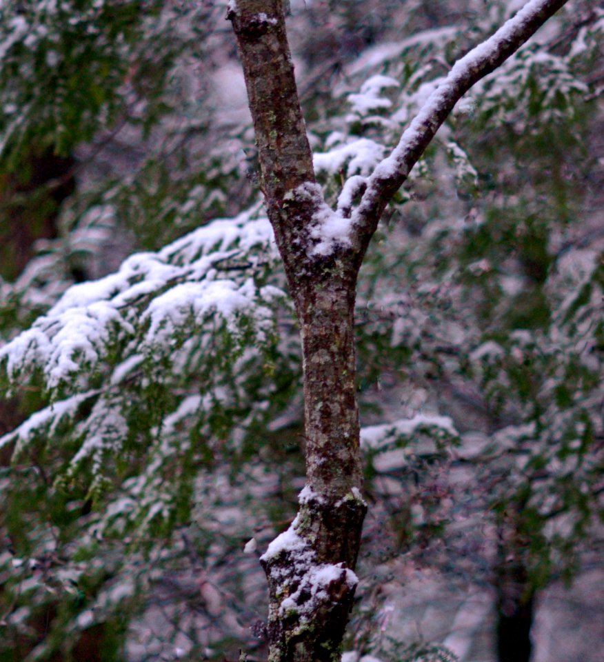 Snowstorm