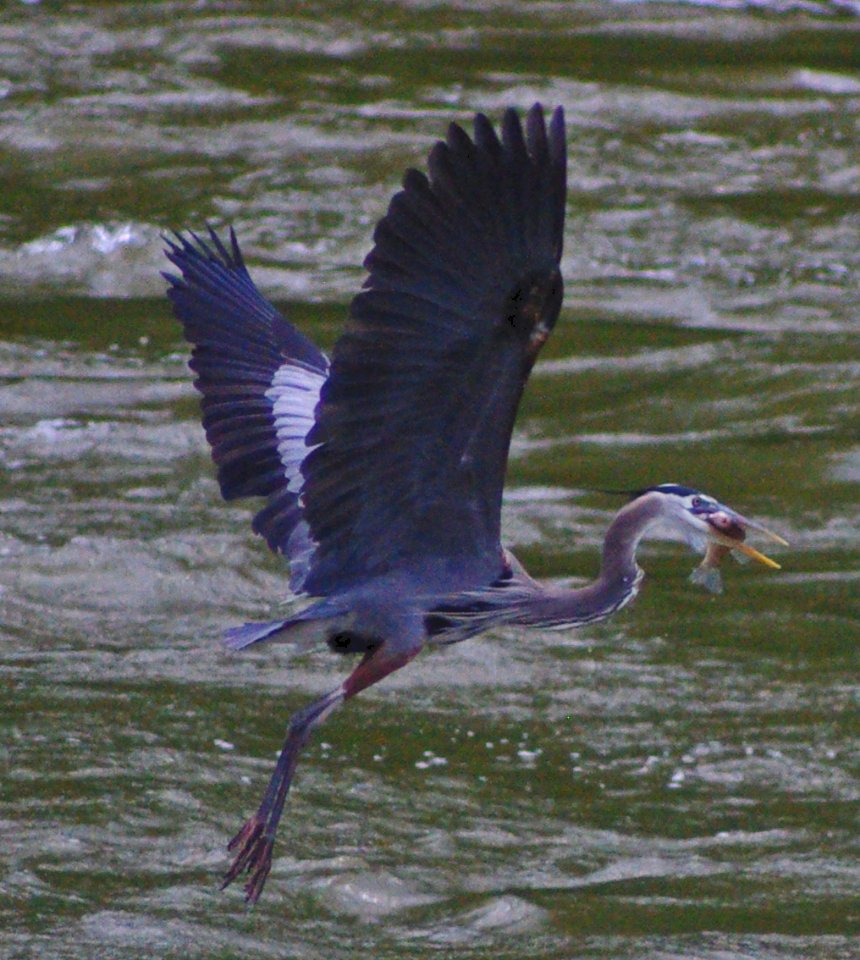 In-Flight    Caught!