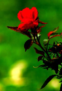 Garden Impressions  (Dark Red)