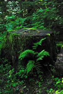 Old Stump