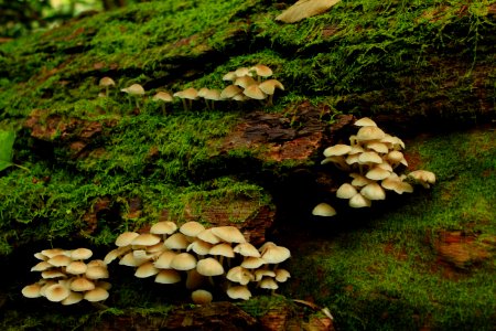 Mushroom Colony On Rotting Log