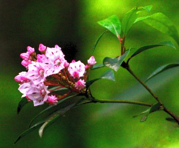 Mountain Laurel