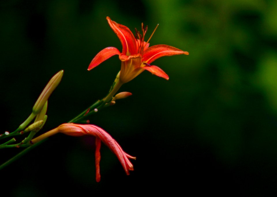 Takumar  M42 300  f4   ( Pentax Art)