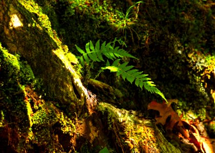 Scattered Light In The Forest