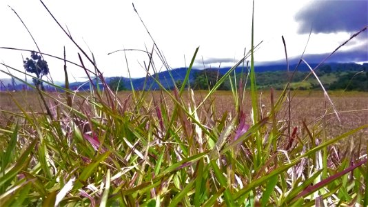 Grass before Montains