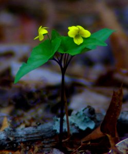 Tiny Flower Telephoto