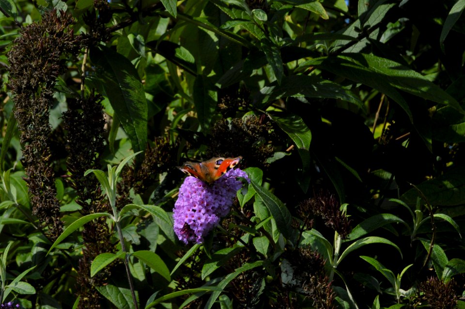20170910 vlinder butterfly