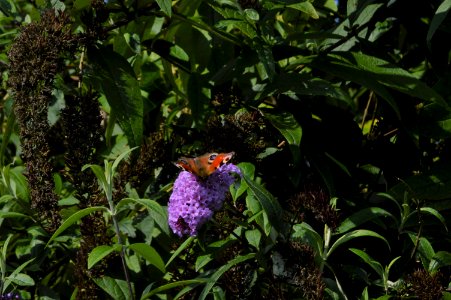 20170910 vlinder butterfly photo