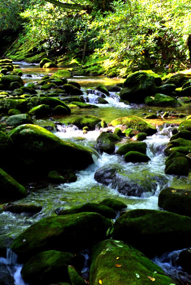 Shady Stream