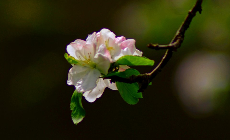 Beauty Of Spring