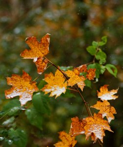 November Gold And Snow