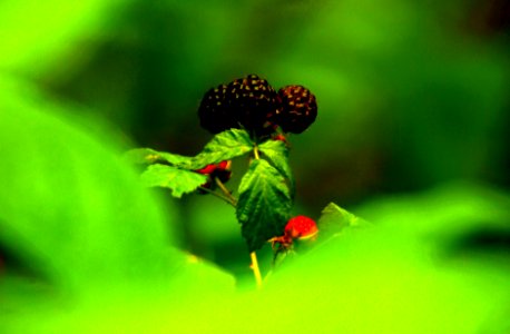 Ripening Berries Series #3