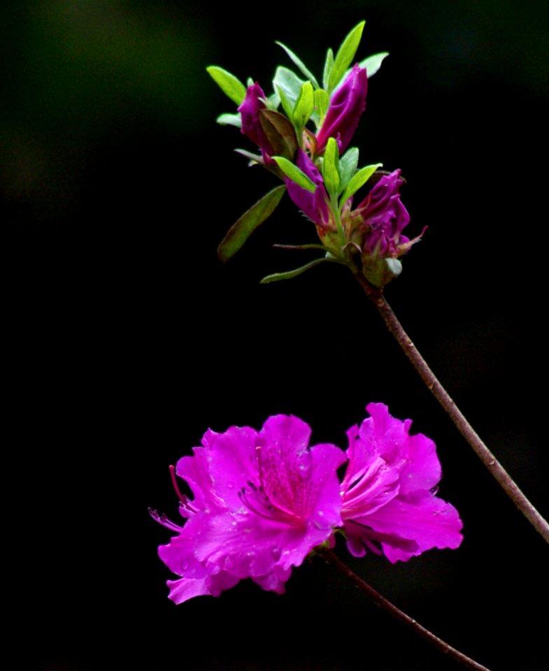 Springs Abundance