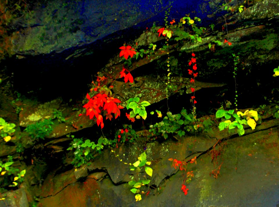 Random Acts Of Sensless Beauty       GSMNP