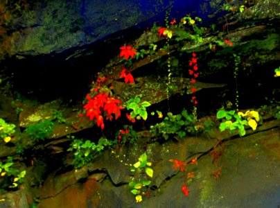 Random Acts Of Sensless Beauty       GSMNP