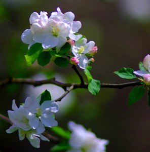 Springs Beauty