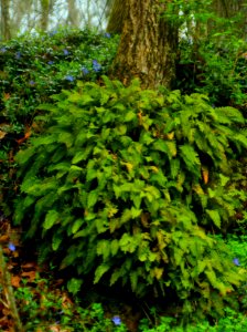 Spring Comes To The Forest