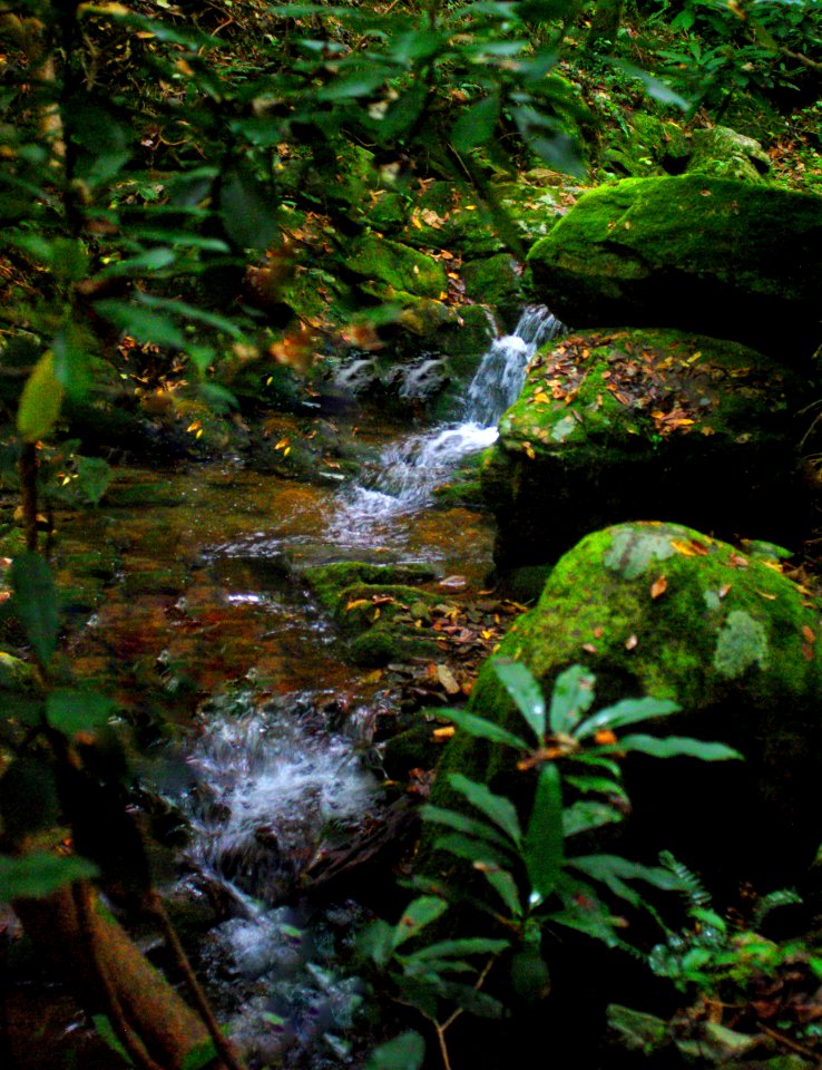Deep In The Forest