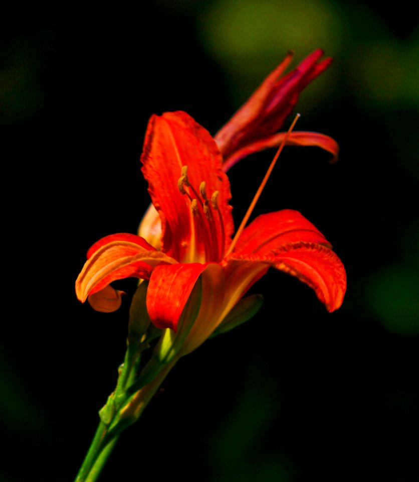 color and light